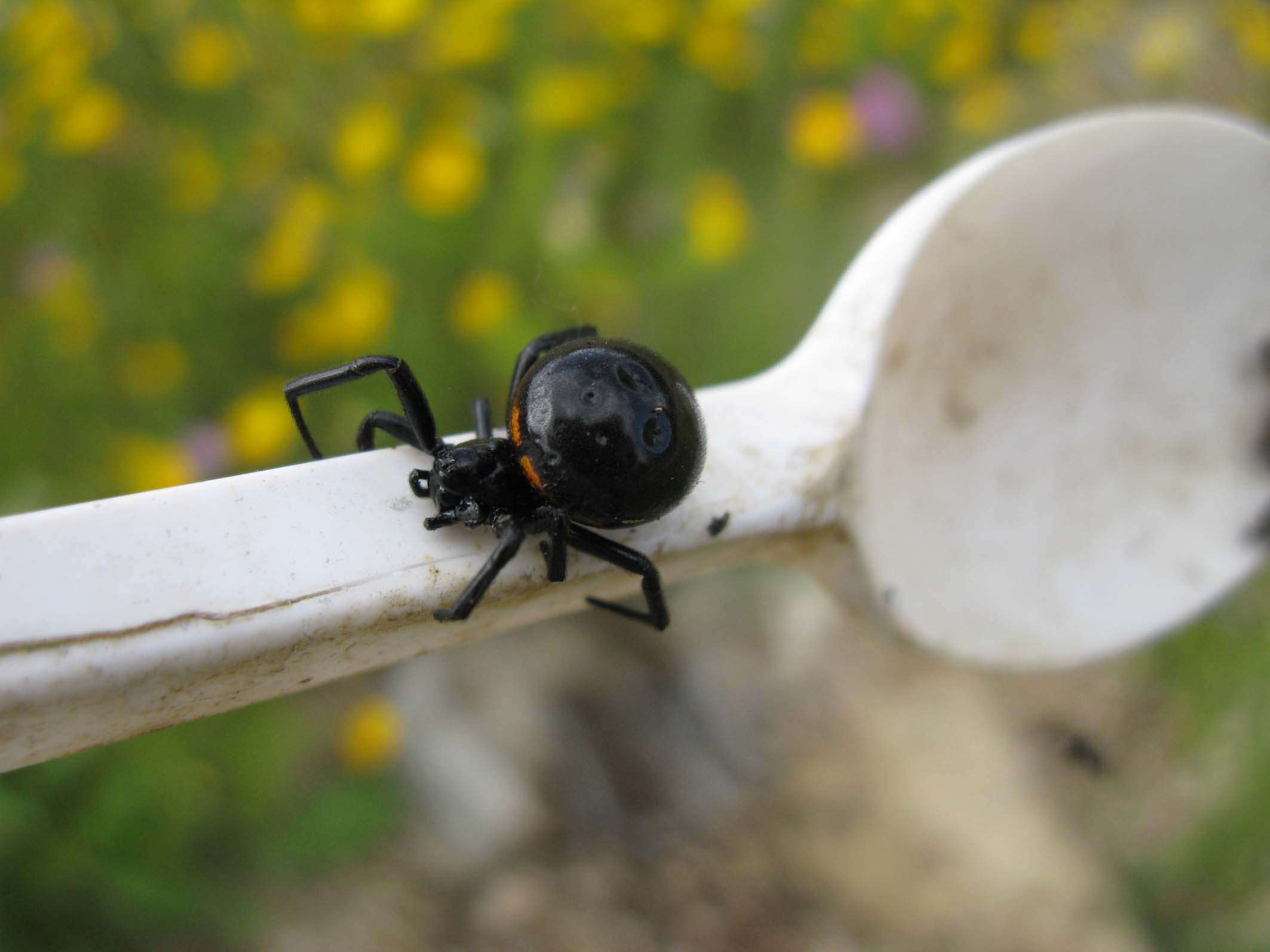 Femmina di Steatoda paykulliana - Palombara (RM)